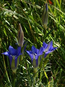 Marsh Gentian - Gentiana pneumonanthe © Teresa Farino